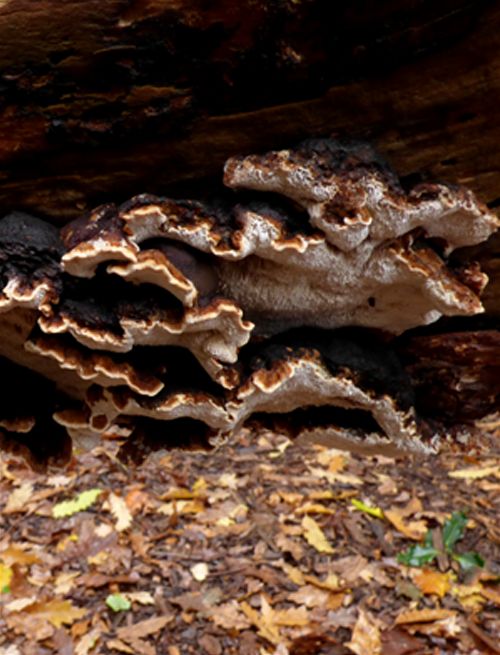 Numerous brackets growing on the underside of a fallen pine stem at Kew Gardens, London